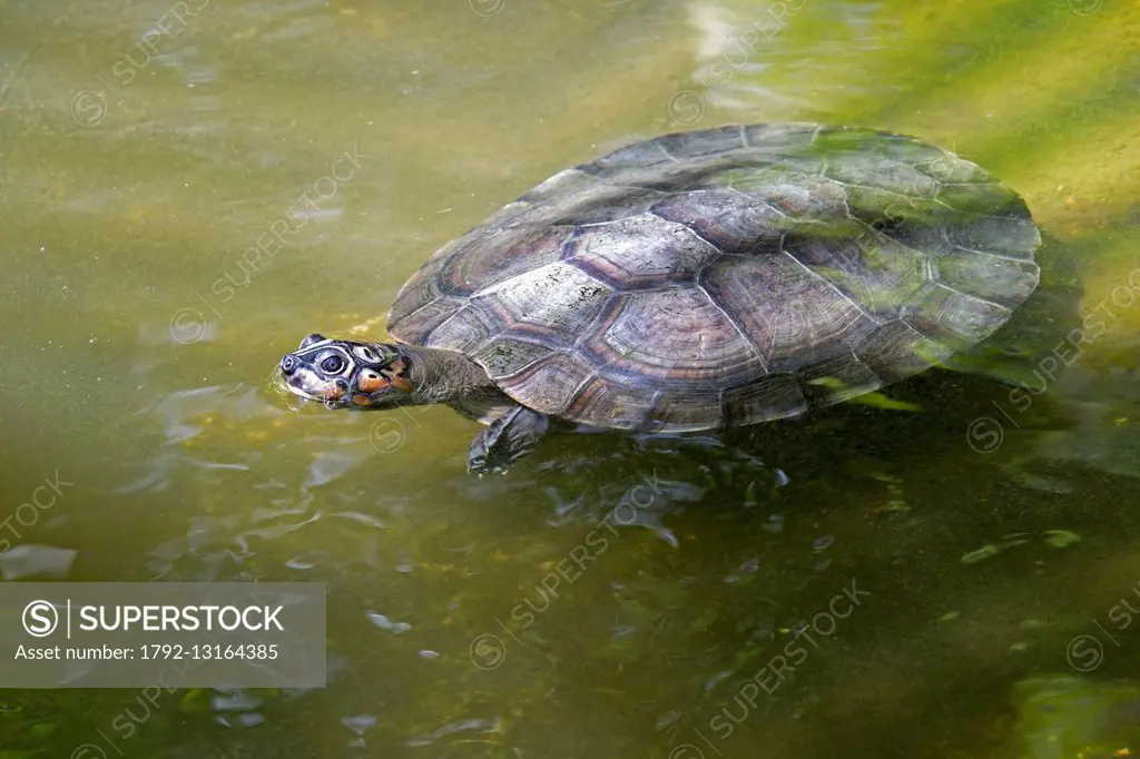 Brazil, Amazonas state, Amazon river basin, Yellow-spotted Amazon river turtle or Yellow-spotted river turtle (Podocnemis unifilis)