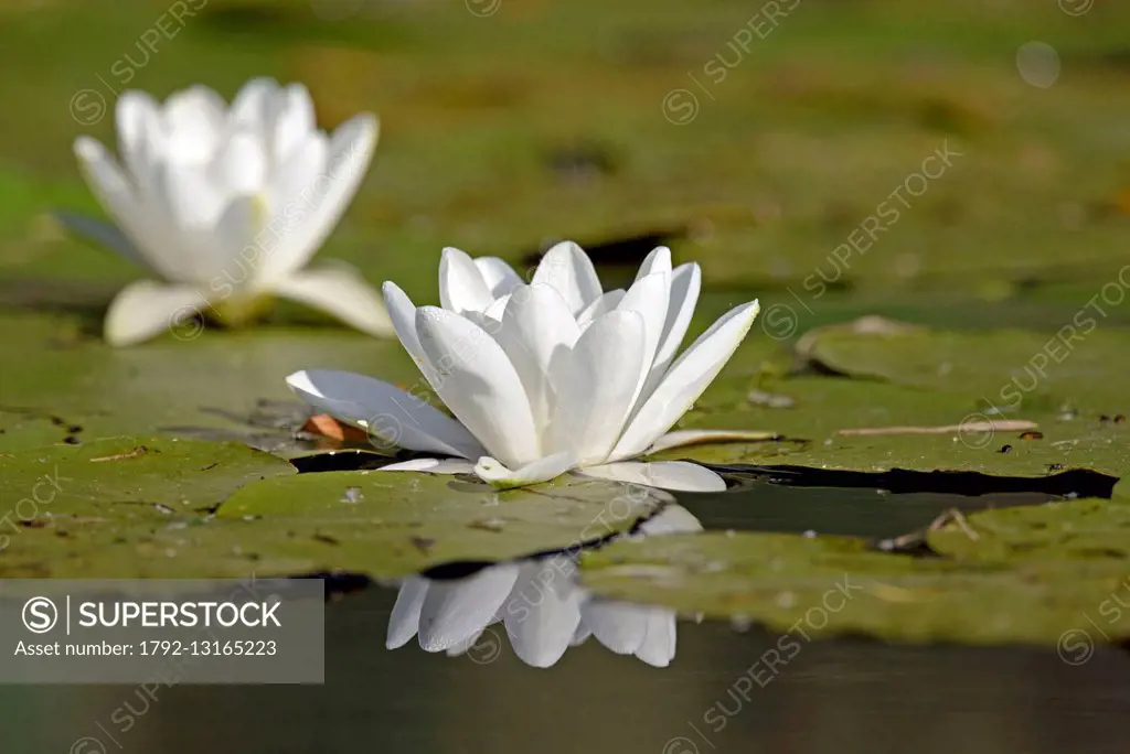 Romania, Danube Delta listed as World Heritage by UNESCO, flora, White Lily (Nymphaea alba) in bloom on a lake delta