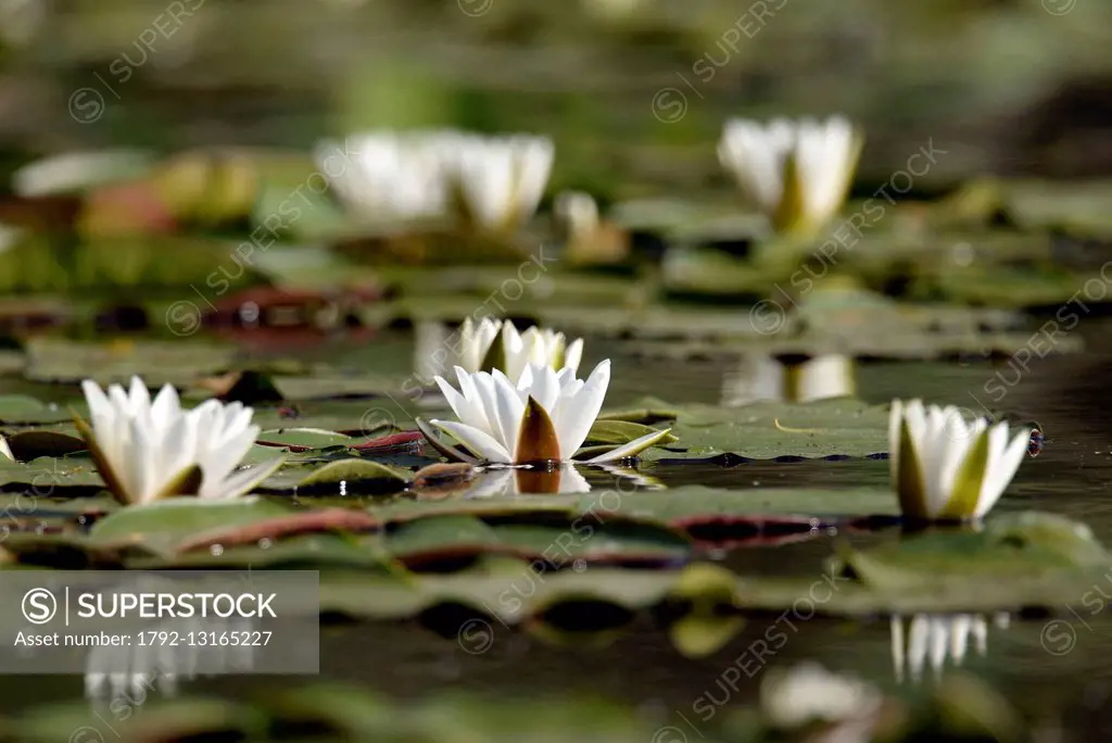 Romania, Danube Delta listed as World Heritage by UNESCO, flora, White Lily (Nymphaea alba) in bloom on a lake delta