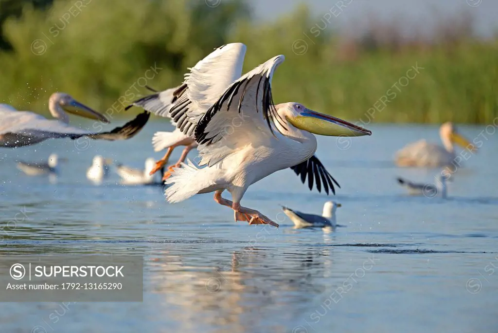 Romania, Danube Delta listed as World Heritage by UNESCO, White Pelican (Pelecanus onocrotalus) waterfowl in flight over a lake delta