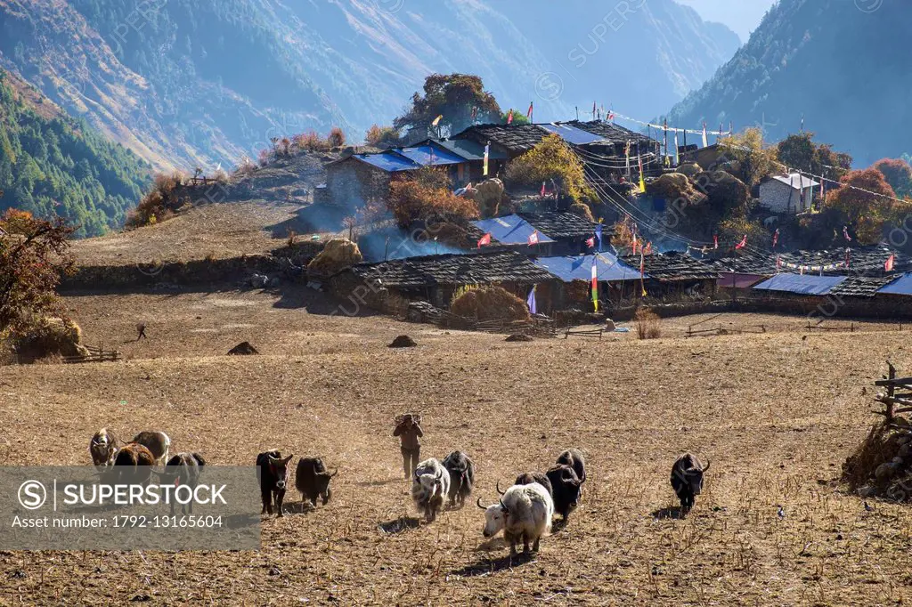 Nepal, Gandaki zone, Manaslu Circuit, between Prok and Lho, Lho (alt.3180m), sherpherd and yaks