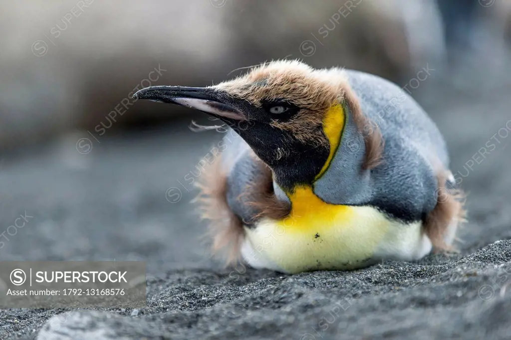 South Atlantic Ocean, South Georgia Island, king penguin (Aptenodytes patagonicus)