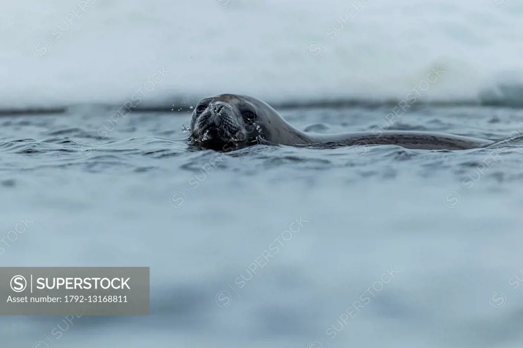 South Atlantic Ocean, South Georgia Island, weddell seal (Leptonychotes weddellii)
