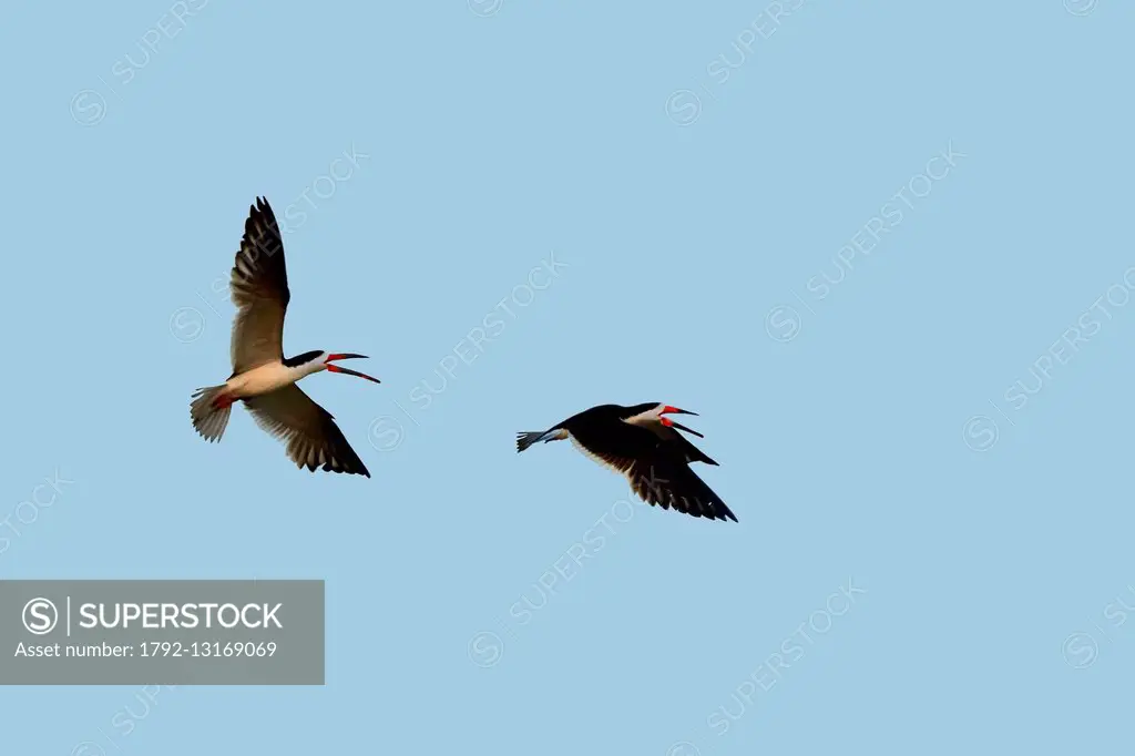 Brazil, Mato Grosso, Pantanal region, Black Skimmer (Rynchops niger), in flight, fight between two birds