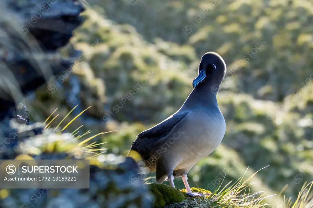 South Atlantic Ocean, South Georgia Island, sooty albatross (Phoebetria palpebrata)