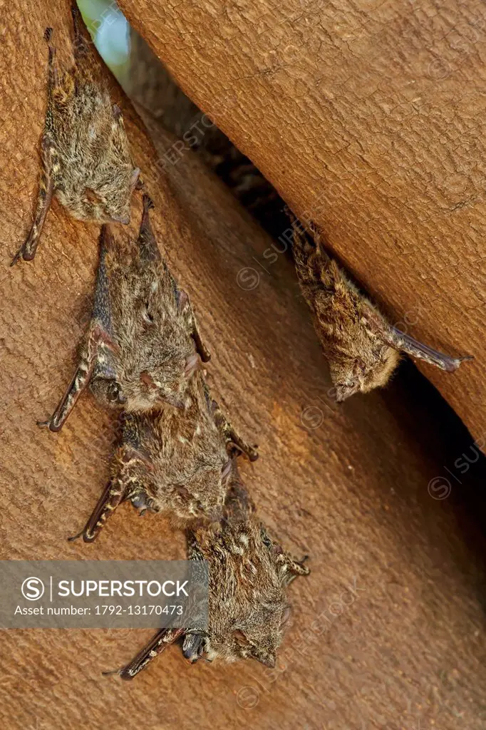 Brazil, Mato Grosso, Pantanal region, Long-nosed bat (Rhynchonycteris naso), group resting during the day