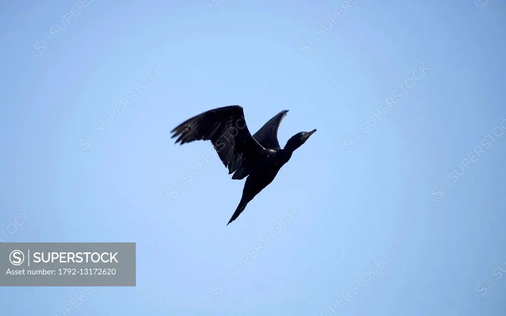 Thailand, Indian cormorant (Phalacrocorax fuscicollis), Flying