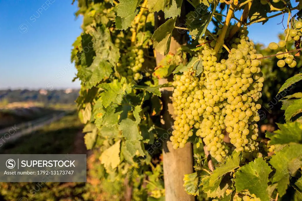 France, Charente, Cognac vineyard