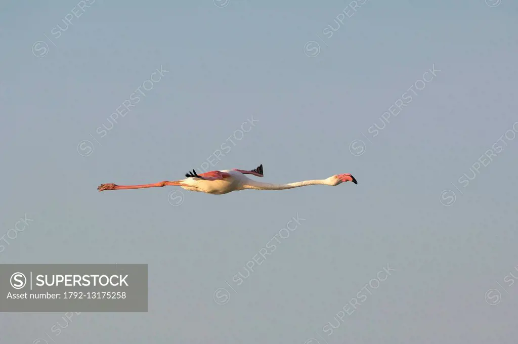 France, Camargue, Great Flamingo (Phoenicopterus roseus), in flight