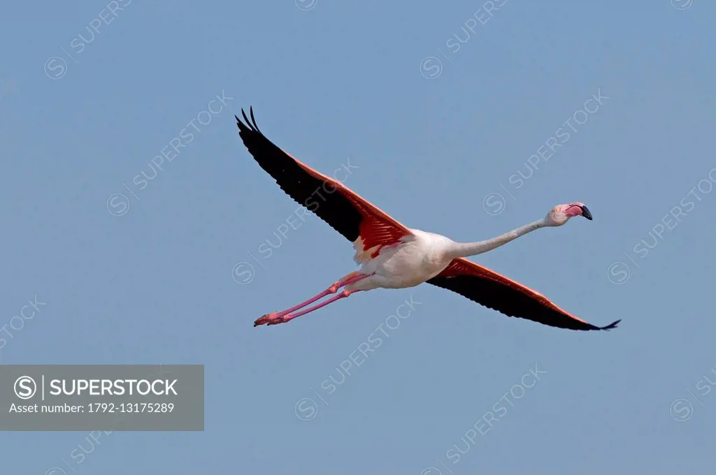 France, Camargue, Great Flamingo (Phoenicopterus roseus), in flight