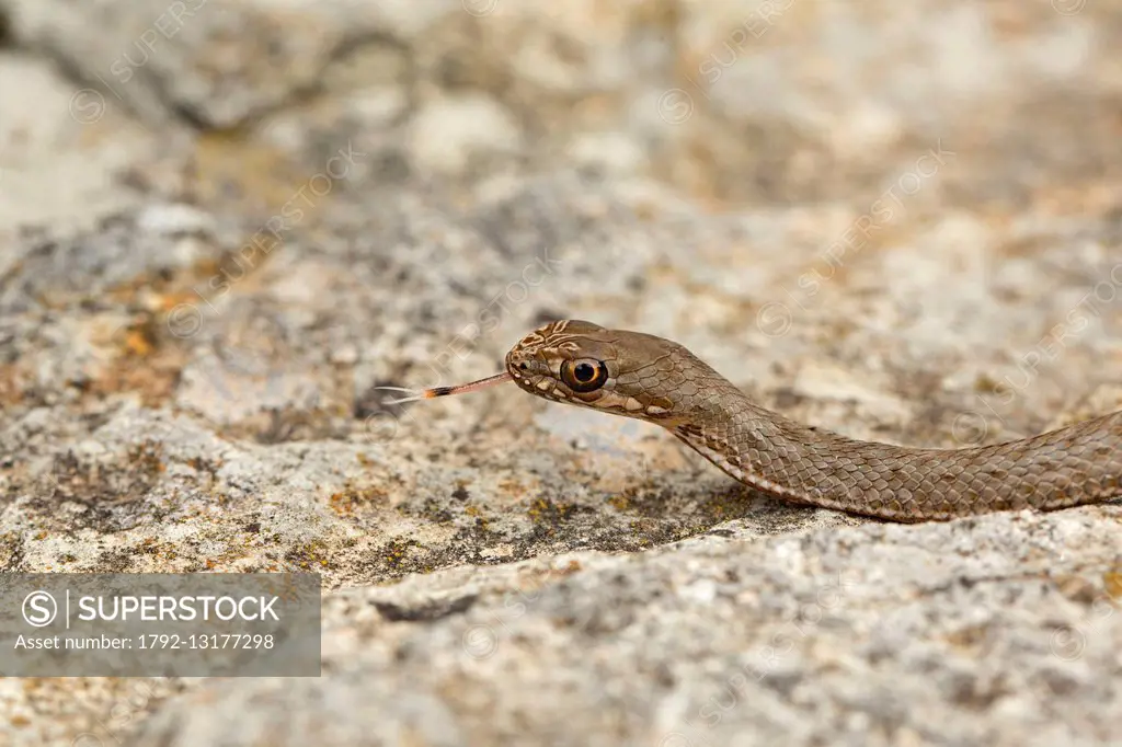 Albania, Vlora, Sazan island, Montpellier snake (Malpolon monspessulanus)