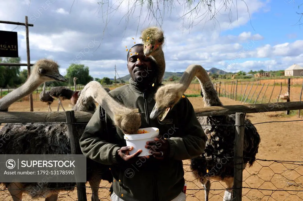 South Africa, Western Cape, Little Karoo, Highgate Ostrich farm near Oudtshoorn, on the road 62