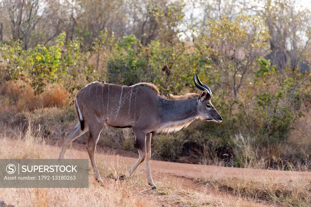 South Africa, Mala Mala Game Reserve, Greater kudu (Tragelaphus strepsiceros)