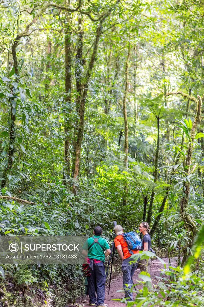 Costa Rica, Puntarenas province, Monteverde Cloud Forest, Reserva Biologica del Bosque (biological reserve of the cloud forest)