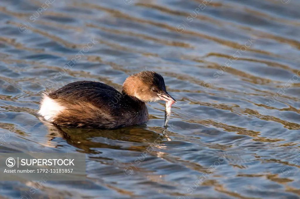 Little Grebe (Podiceps ruficollis), with fish