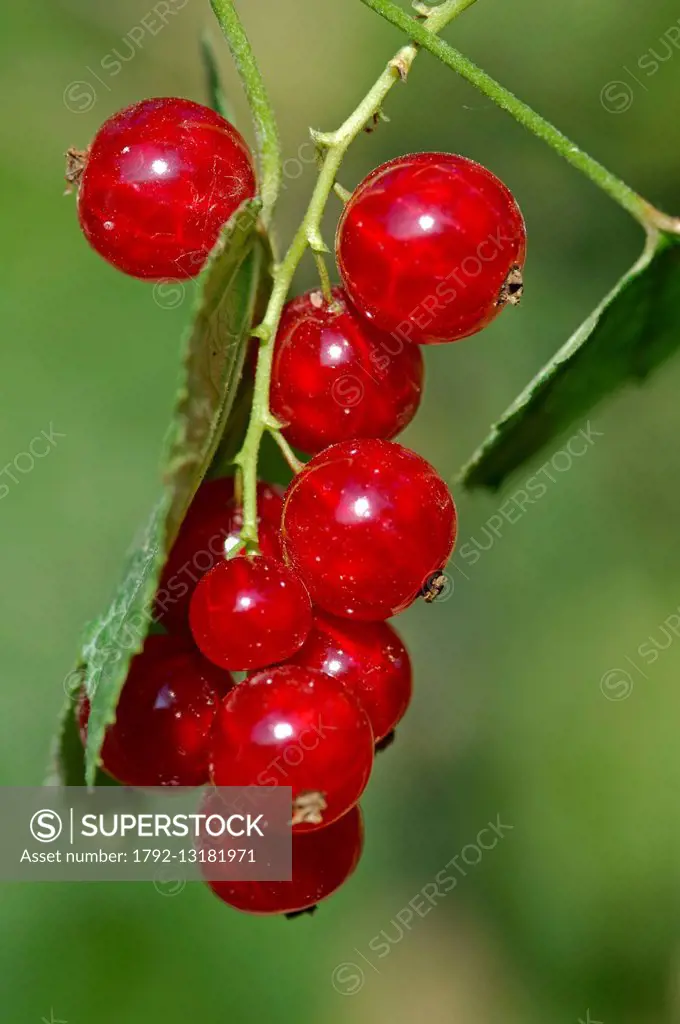Red currant (Ribes rubrum)