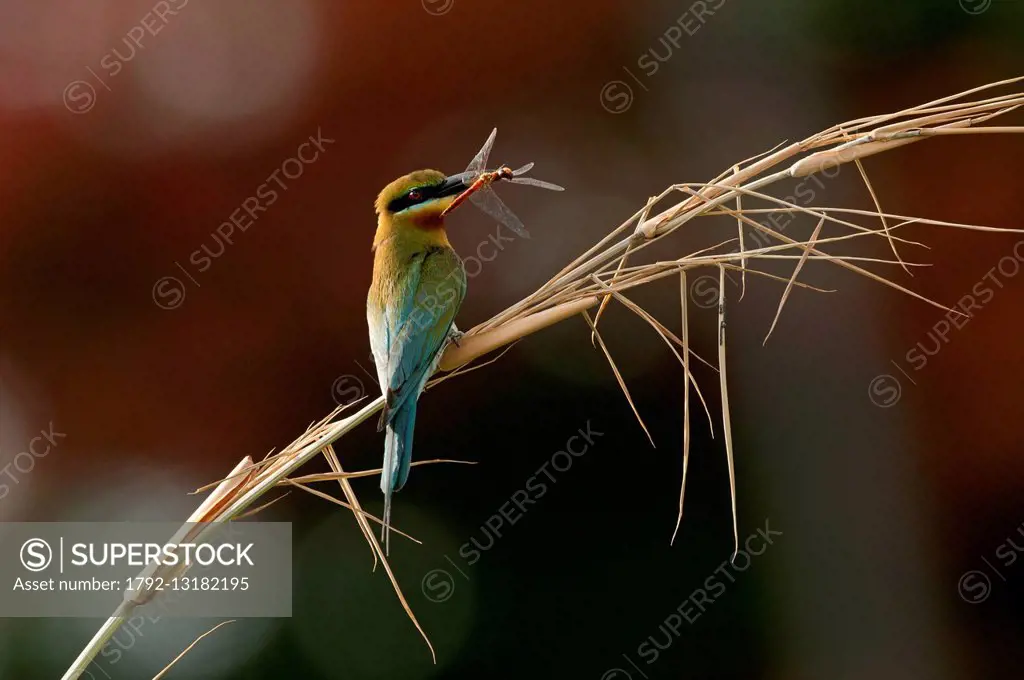 Thailand, Blue-tailed bee-eater (Merops philippinus), and prey