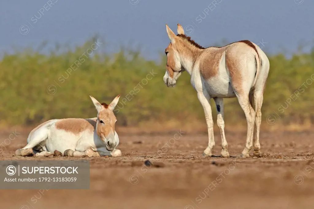 India, Gujarat state, Little Rann of Kutch, Wild Ass Sanctuary, Indian wild asses (Equus hemionus khur), Khur