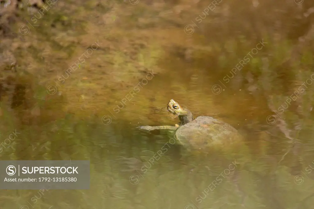 Morocco, Nador Lagoon, Leprous pond turtle (Mauremys leprosa)