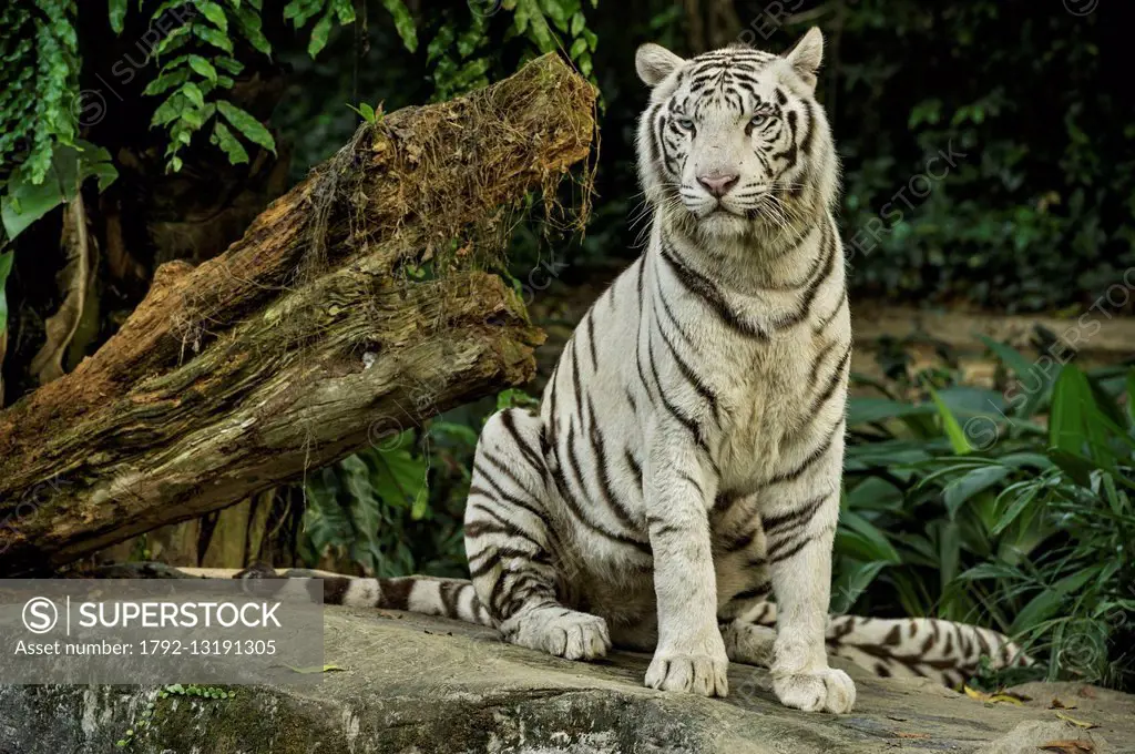 Singapore, Singapore Zoological Gardens, Mandai Zoo, White Tiger (Panthera tigris tigris)
