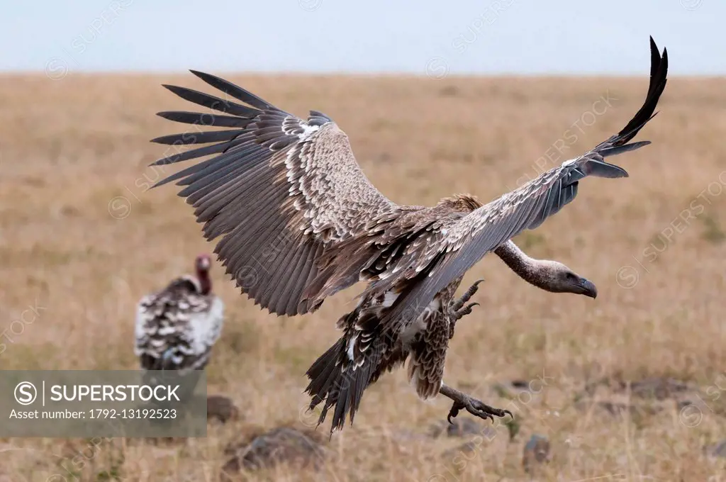 Kenya, Masai Mara, Vultures feeding on a carcass