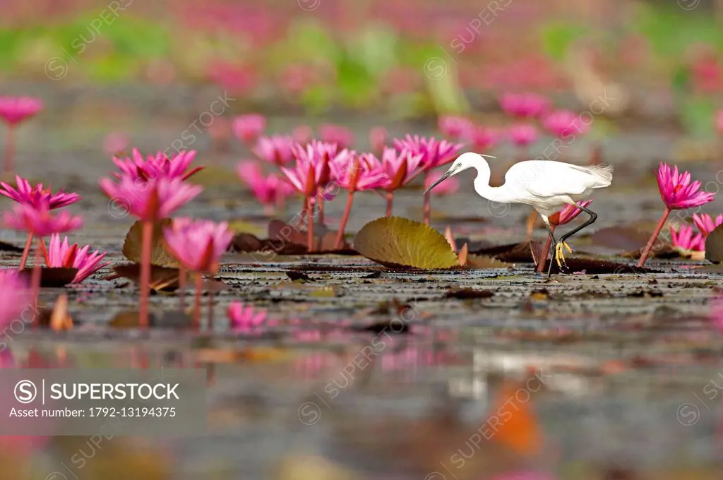 Thailand, Little egret in pink water lilies (Egretta garzetta)