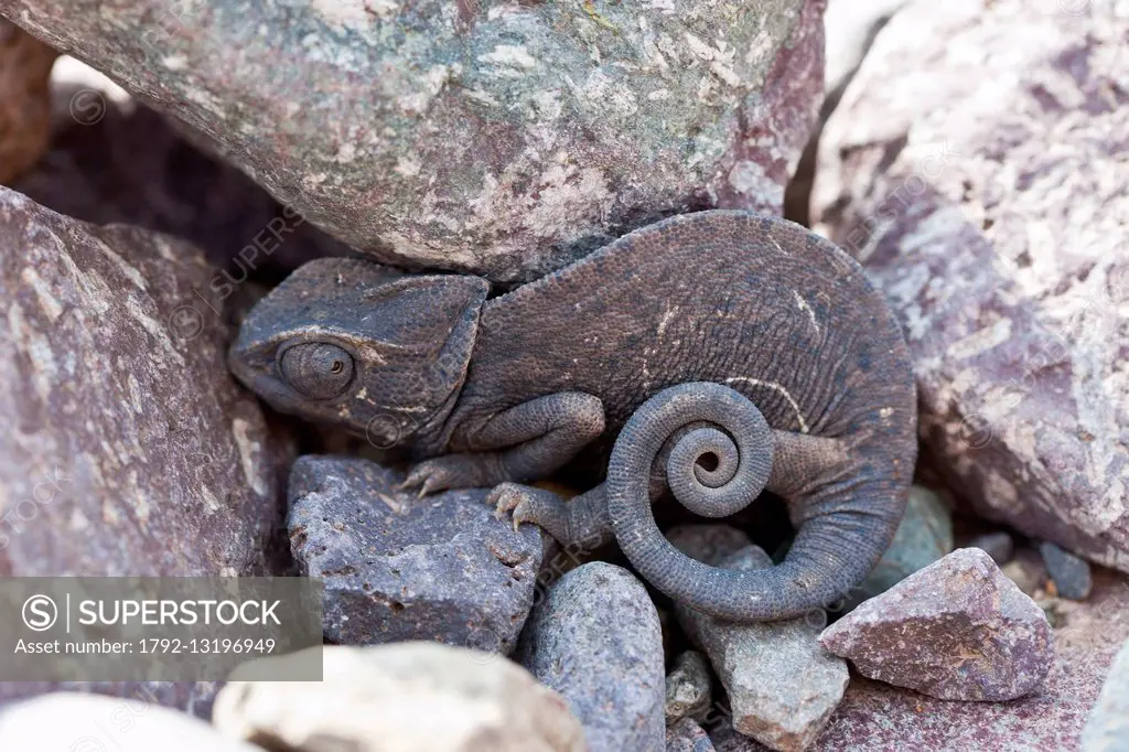 Morocco, High Atlas, Toubkal National Park, chameleon (Chamaeleo)