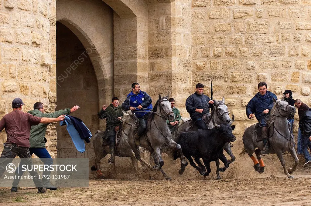 France, Gard, Aigues Mortes, the Abrivado release of bulls consists for the cowboys to escort the bulls from the pastures to the bullring, and the gam...