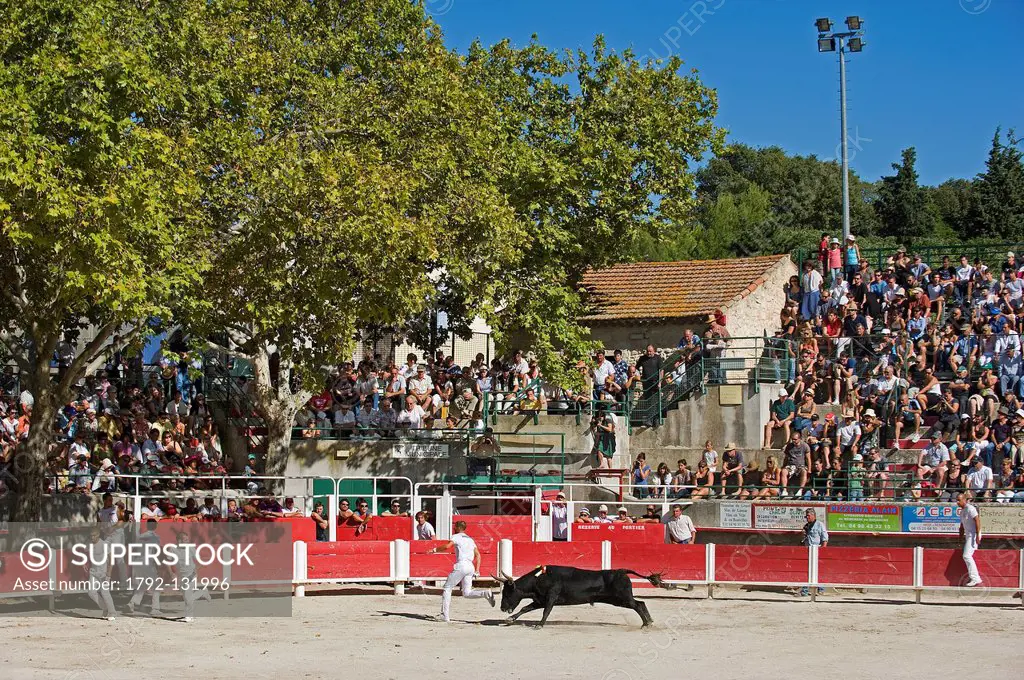France, Bouches du Rhone, Fontvieille, Course camarguaise in the bullring