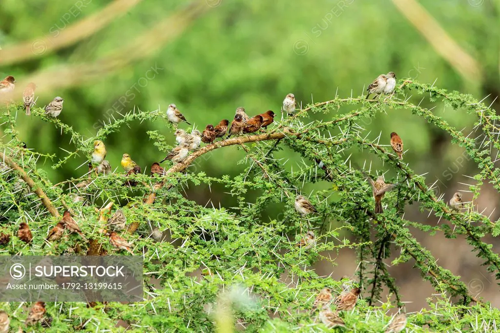 Kenya, Magadi lake, weaver sp (Ploceus sp), Chestnut Sparrow (Passer eminibey), and seedeater sp (Serinus sp)