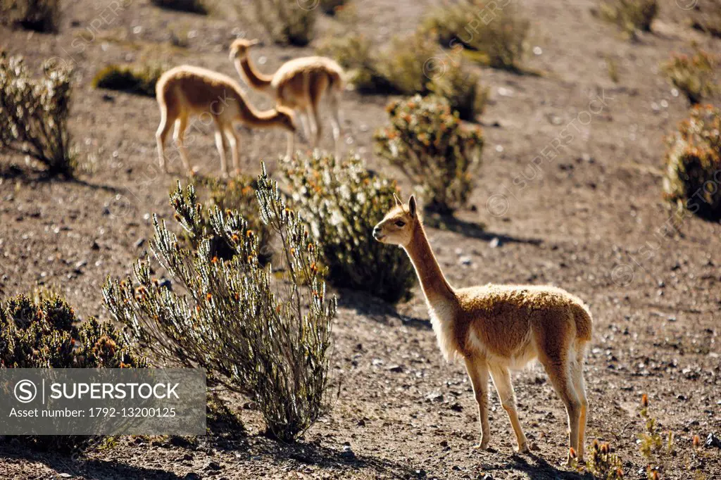 Ecuador, Chimborazo, Natural Reserve of Chimborazo, wild vicuñas on the slopes of the volcano Chimborazo