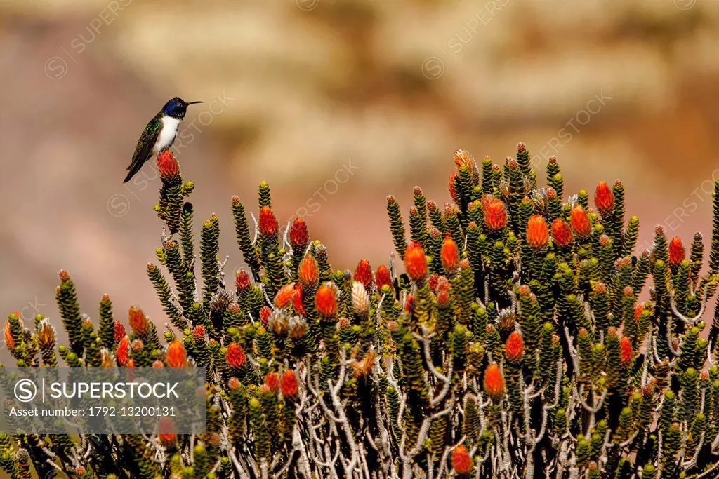 Ecuador, Chimborazo, Natural Reserve of Chimborazo, estrella hummingbird Chimborazo on a plant Chuquiragua