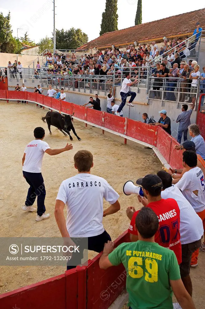 France, Gard, Bouillargues, Course camarguaise in the bullring for the raseteurs still at the schools of raseteurs, the horns of the bulls are protect...