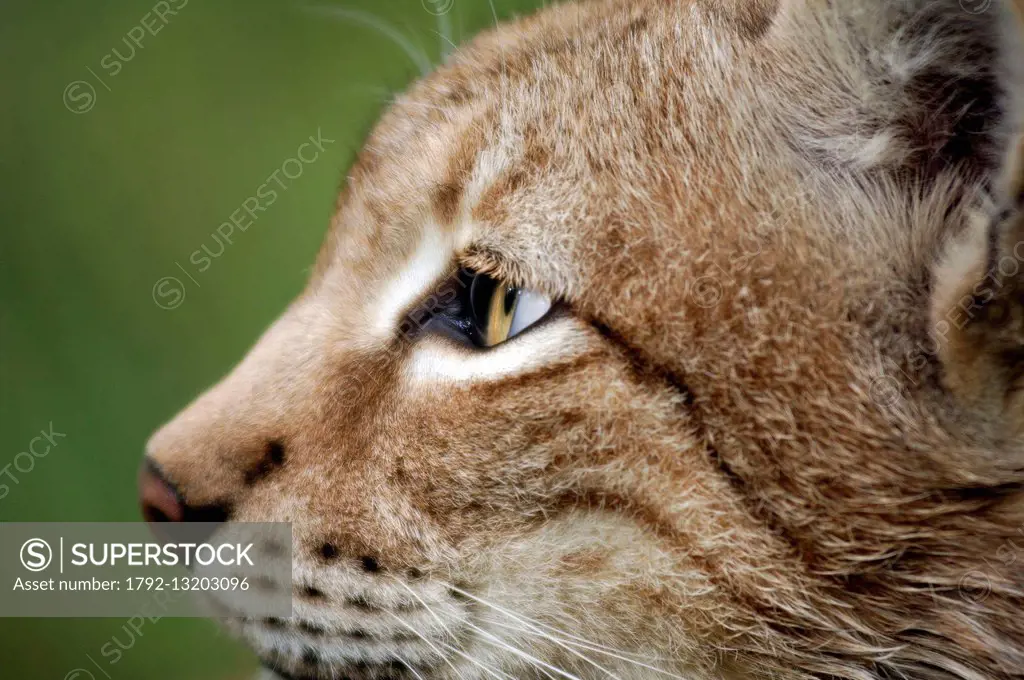 Eurasian lynx (Lynx lynx), portrait