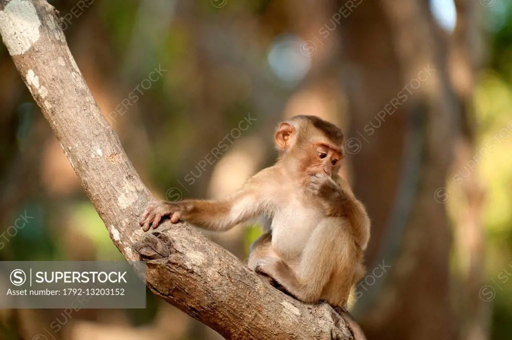 Thailand, Macaque North pigtail (Macaca leonina), young