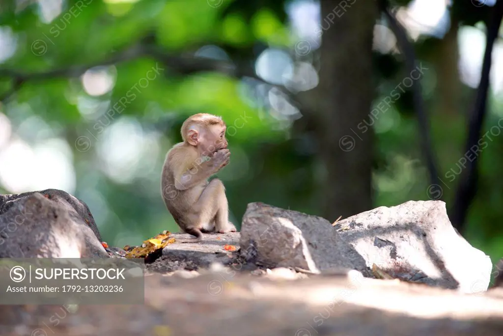 Thailand, Macaque North pigtail (Macaca leonina), baby eating