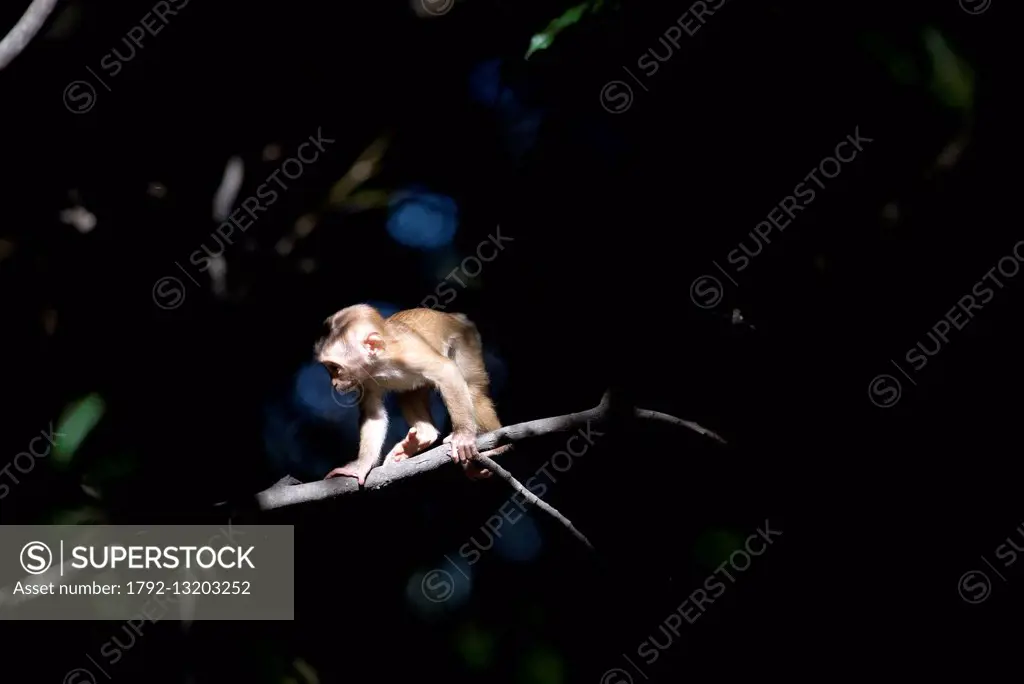 Thailand, Macaque North pigtail (Macaca leonina), Baby sunset