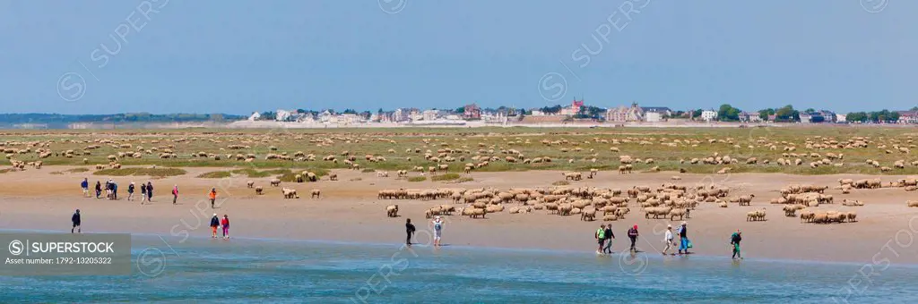 France, Somme, Baie de Somme, Saint Valery sur somme, salt meadows of sheep of the Somme (Le Crotoy in the background)
