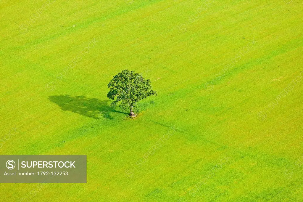 France, Loire_Atlantique, Sainte_Pazanne, tree in a green field aerial photography