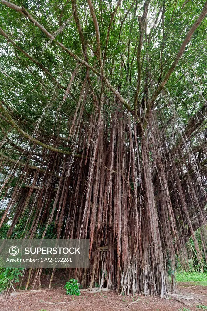 United States, Hawaii, Big island, Hilo, tropical forest, banyan fig or banyan tree of India Ficus benghalensis
