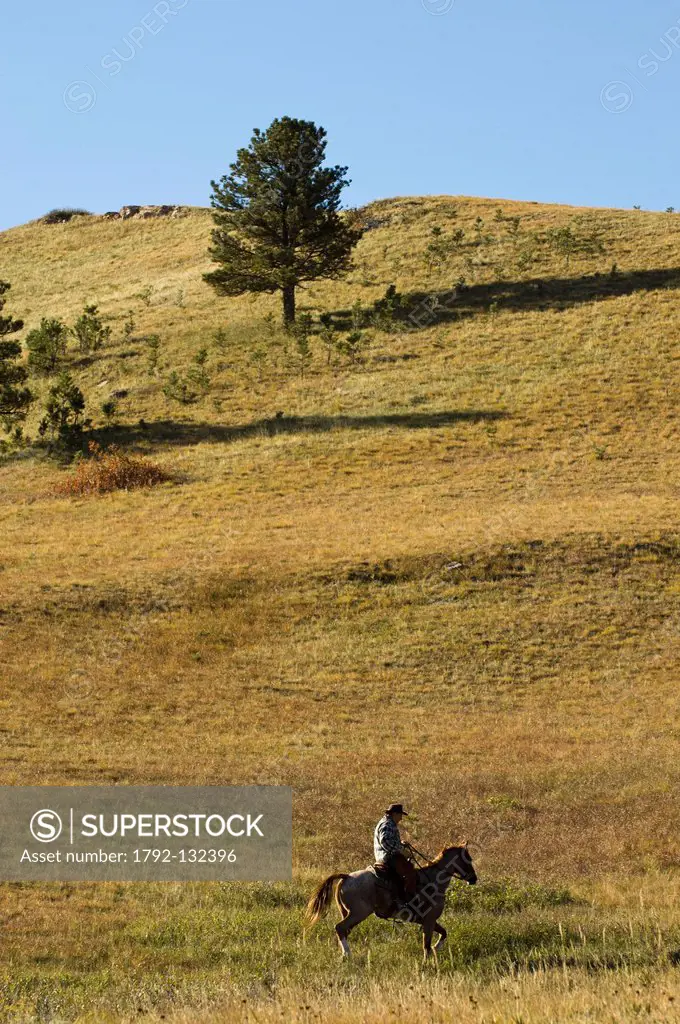 United States, South Dakota, Black Hills, Custer State Park, cowboy at bison roundup
