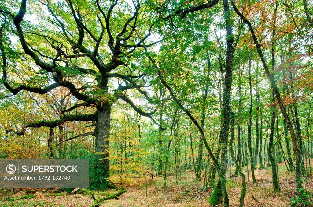 France, Ille et Vilaine, Paimpont, Hindre oak, sessile oak or Durmast oak Quercus petraea