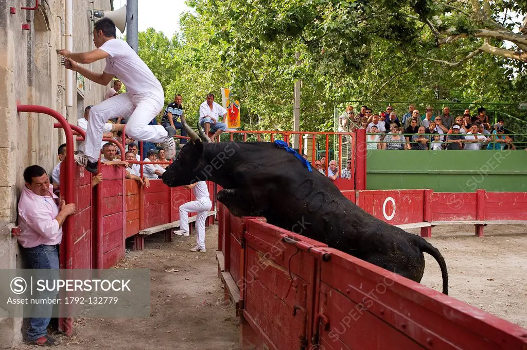 France, Gard, Aigues Vives, Course camarguaise in the bullring with the bull Mithra from the Vidourlenque ranch reaching out for the raseteur Anthony ...