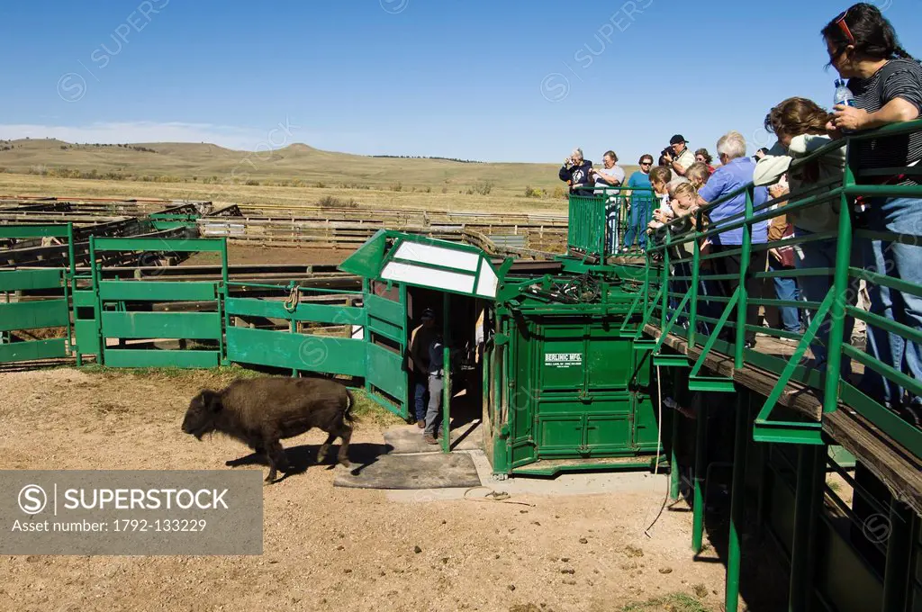 United States, South Dakota, Black Hills, Custer State Park, branding bisons at roundup