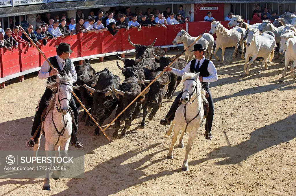 France, Herault, Lunel, Demonstration of handling wild bulls and horses by the gardians, local cowboys, of the Renaud Vinuesa ranch, in the bullring