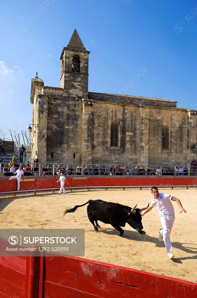 France, Gard, Saint Laurent d´Aigouze, Course camarguaise with its church dominating the bullring