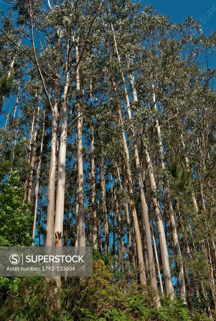 Spain, Galicia, eucalyptus forest