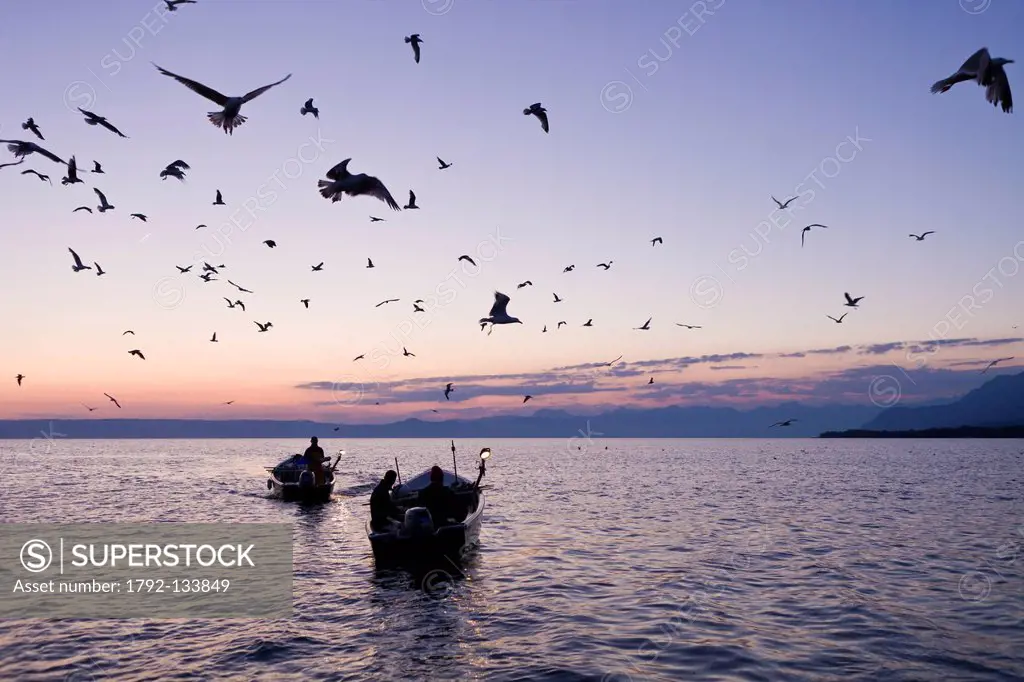France, Haute Savoie, Le Chablais, Thonon les Bains, return of fishing on the Lake Geneva by cleaning feras and gulls which feast on giblets
