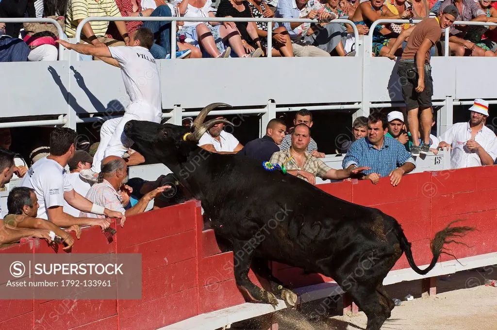 France, Bouches du Rhone, Camargue, Arles, Course camarguaise, one of the greatest competition of Course camarguaise called the Cocarde d´Or, in the r...