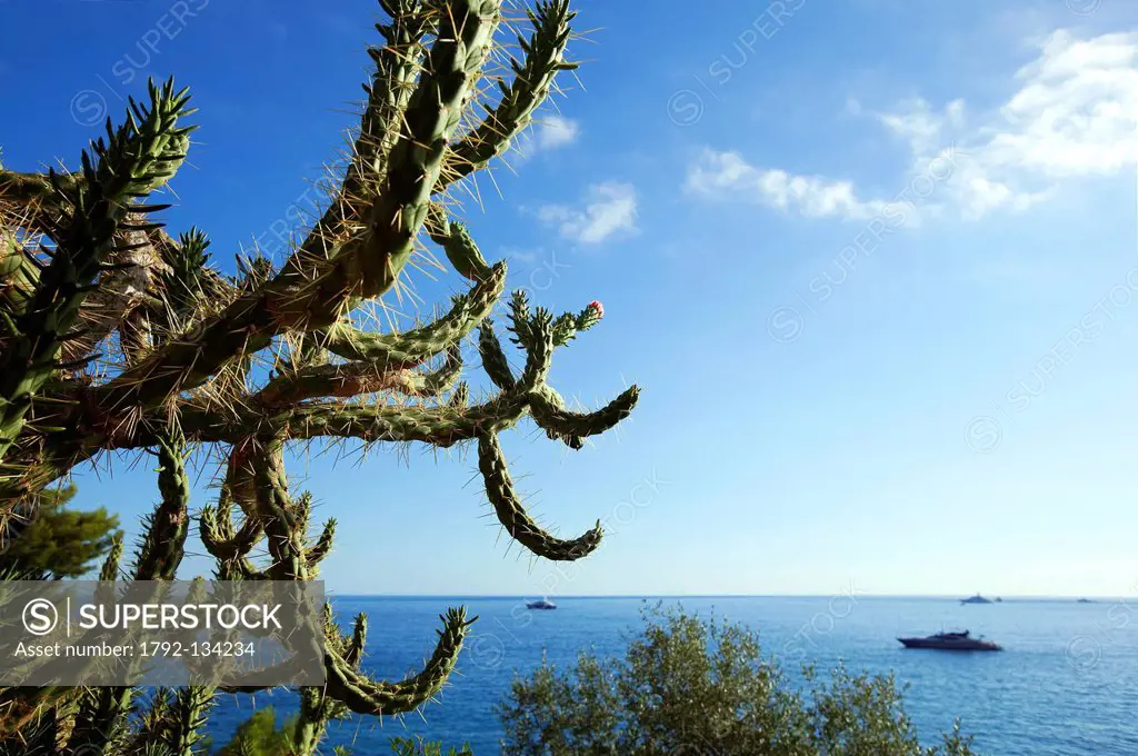France, Alpes Maritimes, Roquebrune Cap Martin, Cap Martin, Roquebrune Bay, coastal footpath, Promenade Le Corbusier, cactus